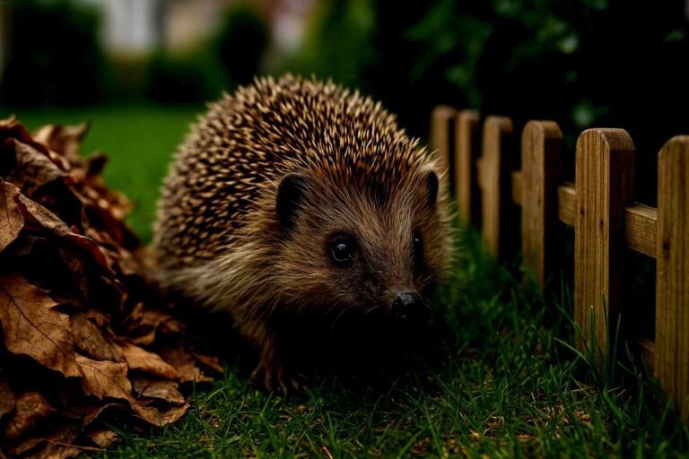 cristo-re-universale-giardino-questi-segnali-discreti-dimostrano-che-questo-piccolo-mammifero-protet